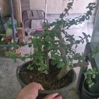 گل کراسولا خرفه ای