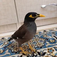 مرغ مینا با قفس