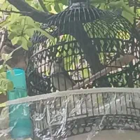 سهره|پرنده|قوچان, |دیوار