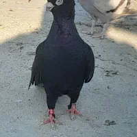صرب ماده با یه جفت سیاه کاکولی ۴۵سانتی
