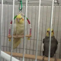 یک جفت عروس هلندی نر و ماده تخم گذار