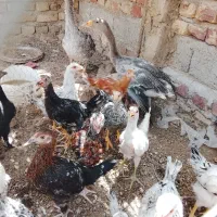 جوجه محلی