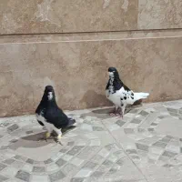نر و ماده سو سیاه