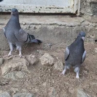 جوجه جیر