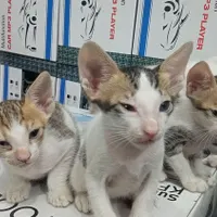واگذاری بچه گربه