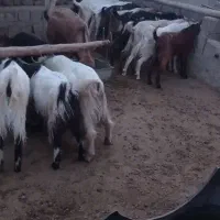 بزغاله نر چاق