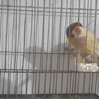 یک جفت فنچ گلدین