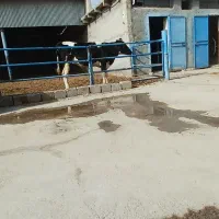 فروش ۳عددگاو وگوساله