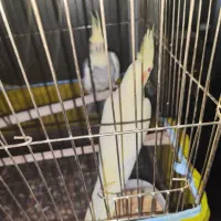 عروس هلندی جفت