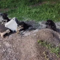 توله سگ ژرمن
