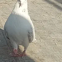 نر پشت پیس جوان
