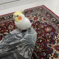 عروس هلندی