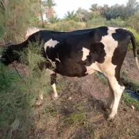 ۲۲۲|حیوانات مزرعه|ایرانشهر, |دیوار