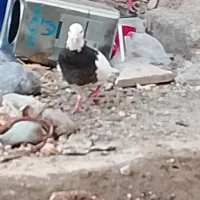 عنبرآباد