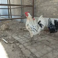 مرغ تخمگذار گلین و خروس گلین