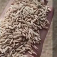 جو محلی شش پر