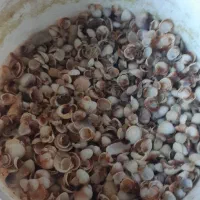 صدف اکواریون