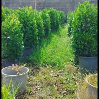 یاس هلندی قیچی خورده جدید و قبل. نوئل سبز