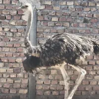 شتر بزرگ قیمت مناسب