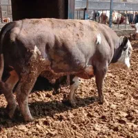 گوساله چاق کشتاری فضایی نباشه قیمت در خدمت م