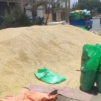جو دیم|لوازم جانبی حیوانات|اندیمشک, |دیوار
