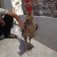 خروس دورگه