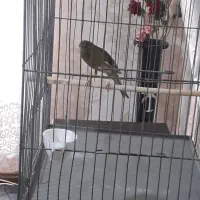 قناری سوپرچمنی ماده اندیشه