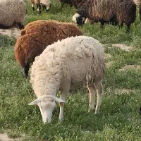 بره قوچ رومن ....