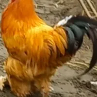 خروس برهما