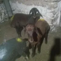 فروش فوری یک عدد بره نر قرمز