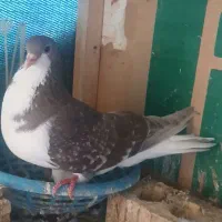 شهری