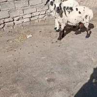 سلام دوتا بره نر