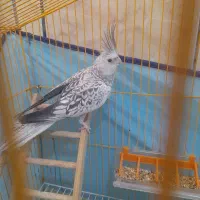 عروس هلندی