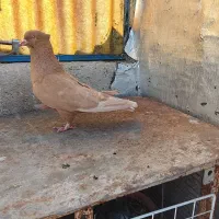 تعداد ماده دم سفید درجه یک
