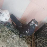 ۱۴۰۰۰۰۰۰