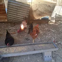 دو‌عدد‌خروس‌معاوضه‌با‌مرغ