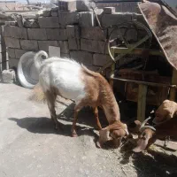 کره نر