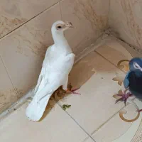 جفت کاریر