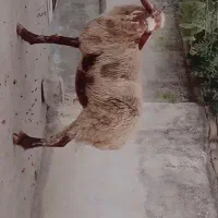 گوسفند