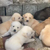 نیازمند حامی سگ