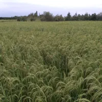 فروش طارم هاشمی اصل