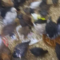 جوجه ۲ماه و۳ماه گلین اصلی لری ریشو