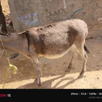الاغ|حیوانات مزرعه|یاسوج, |دیوار