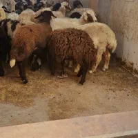 بره ابستن و شیشک ابستن دوقلو زا