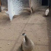 فروش جوجه طاووس