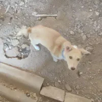 معاوضه سگ پا کوتاه