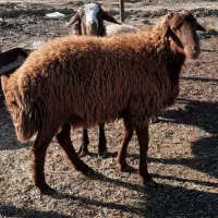 زنده فروشی بزغاله و گوسفند سلامت ۱۰۰ درصد