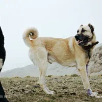 سگ سرابی