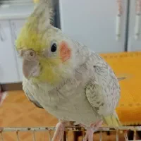 عروس هلندی