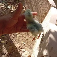 جوجه گلین فول کیفیت